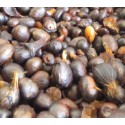 Nueces de palma Maduras