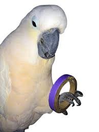 Aro de cartón de 4,5 cm