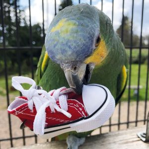 Zapatilla tipo Converse