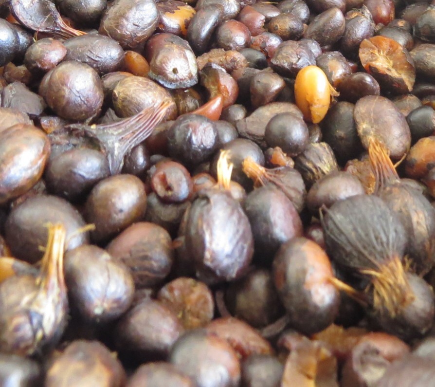 Nueces de palma Maduras