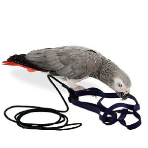 Arnés Aviator Medium (5 colores)