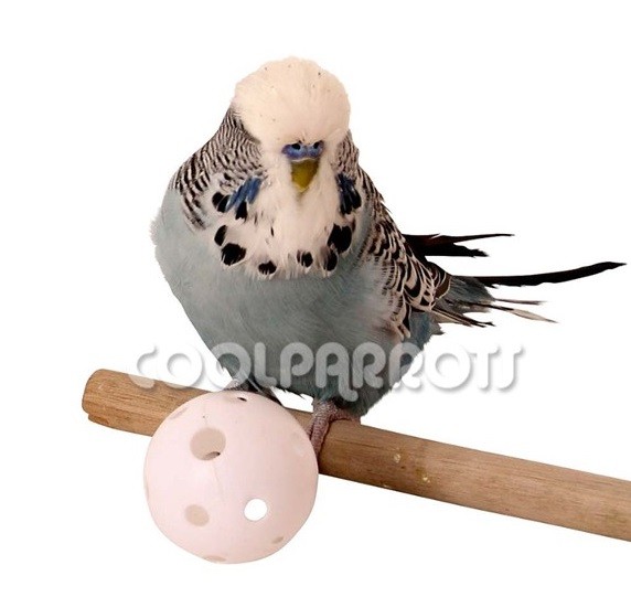 Bola pequeña blanca