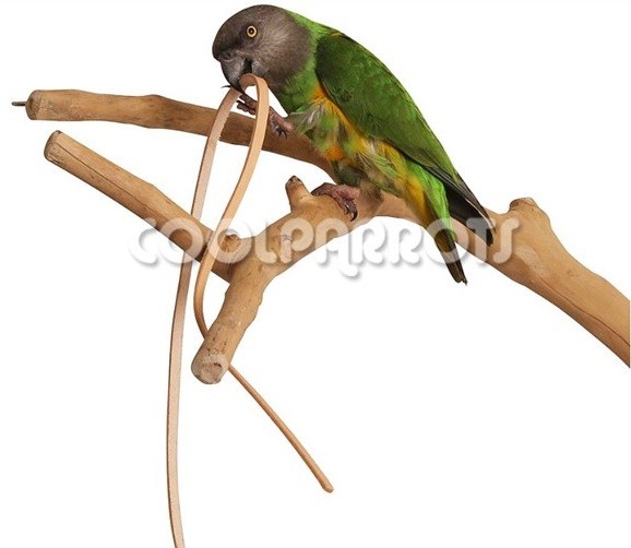 Cuerda de cuero - Imagen 2