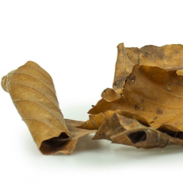 Discovery leaves - Imagen 2