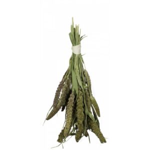 Mijo del Senegal