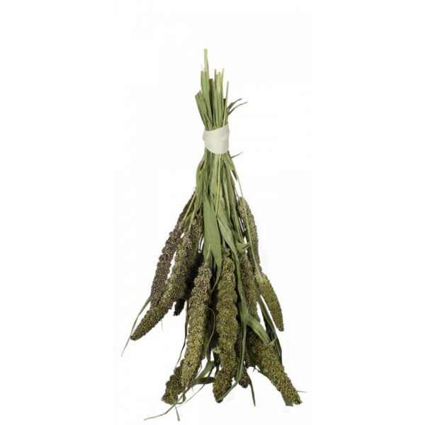 Mijo del Senegal