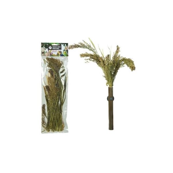 Panicum en espiga - Imagen 2
