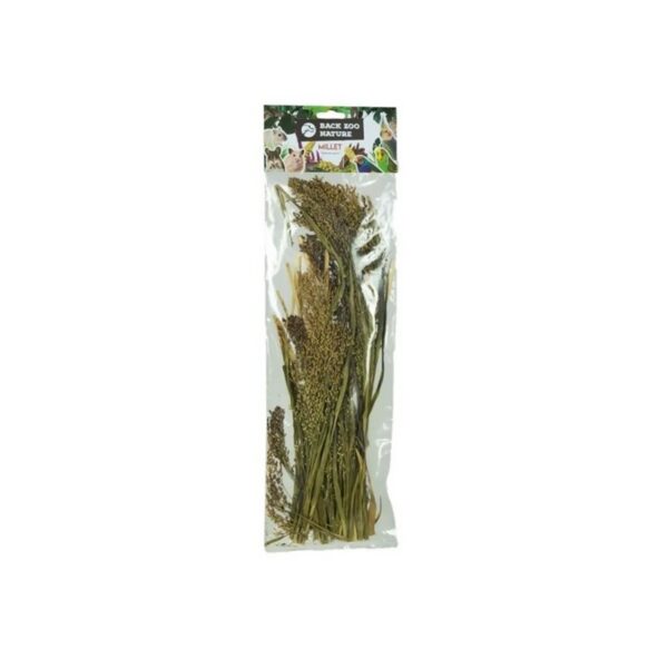 Panicum en espiga