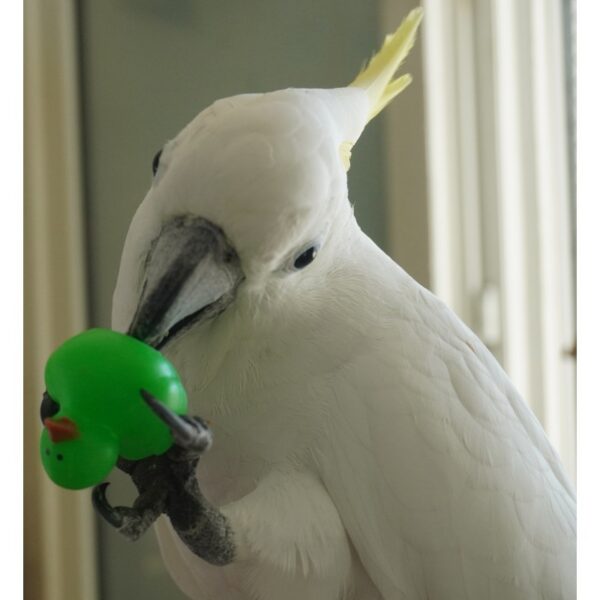 Patito de goma neón - Imagen 3