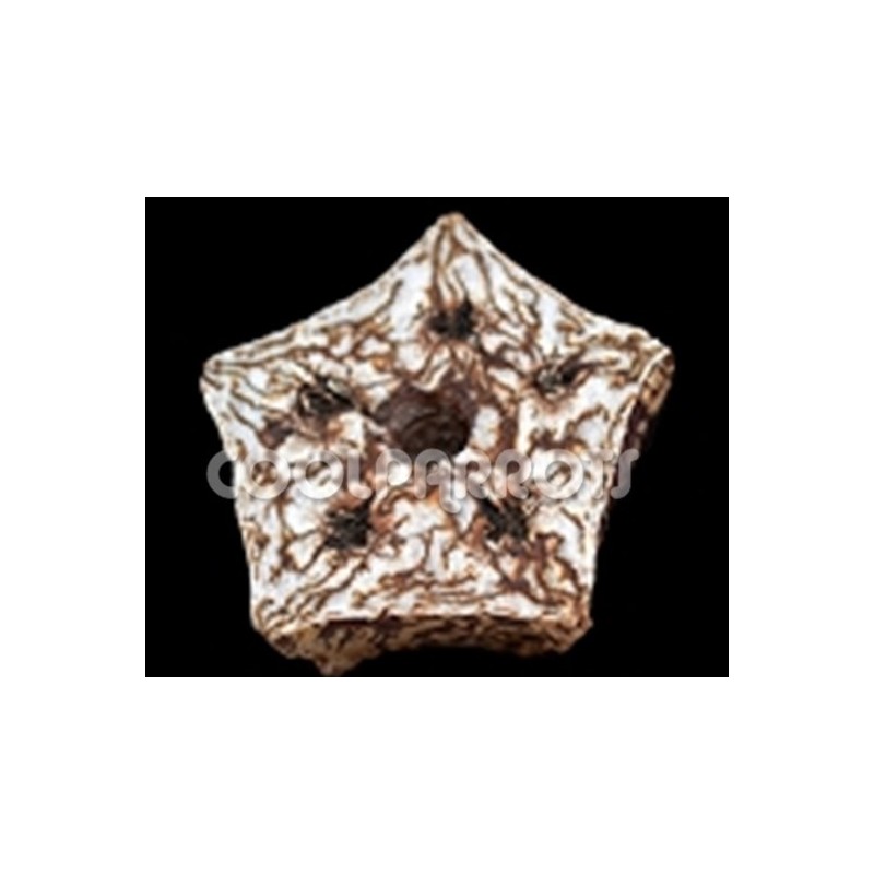 Rueda de fruto de la caoba seco - Imagen 2