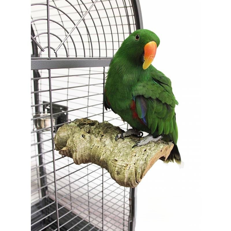 loro fuera de la jaula